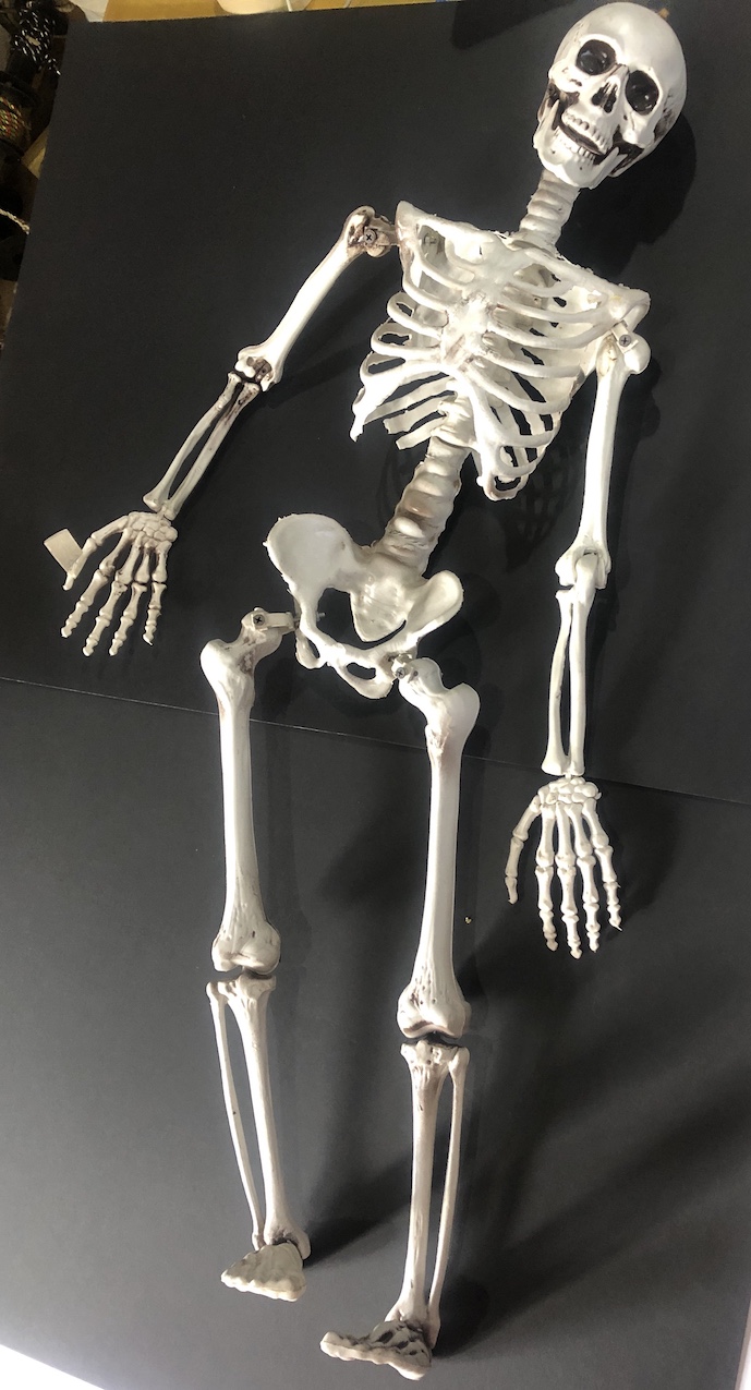Skeleton Lg 36\"